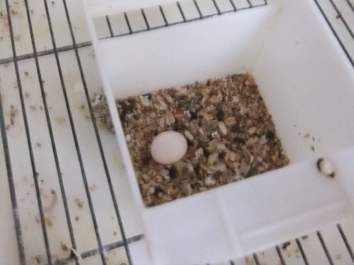マメルリハ産卵